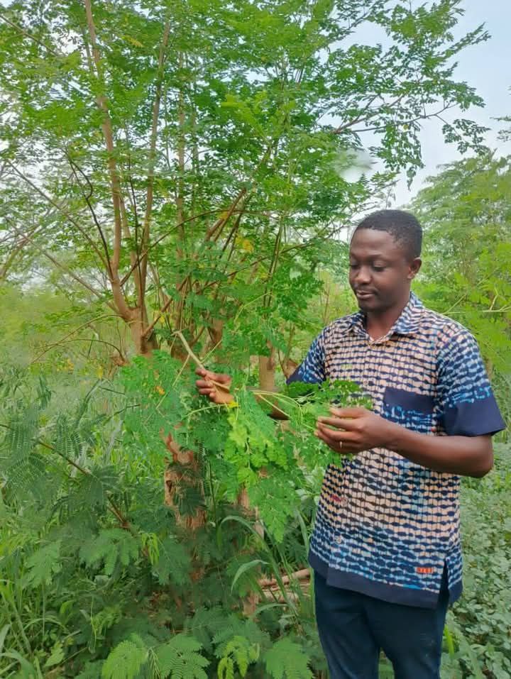Joshua with moringa tree
